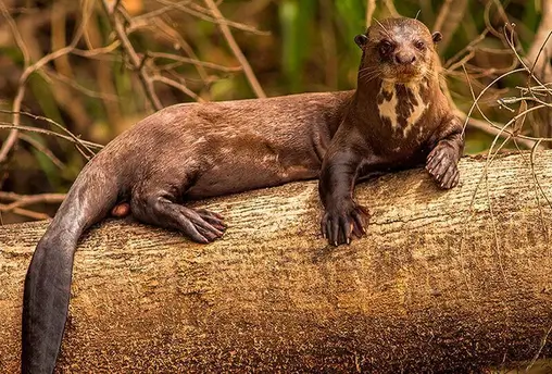 monky island tambopata